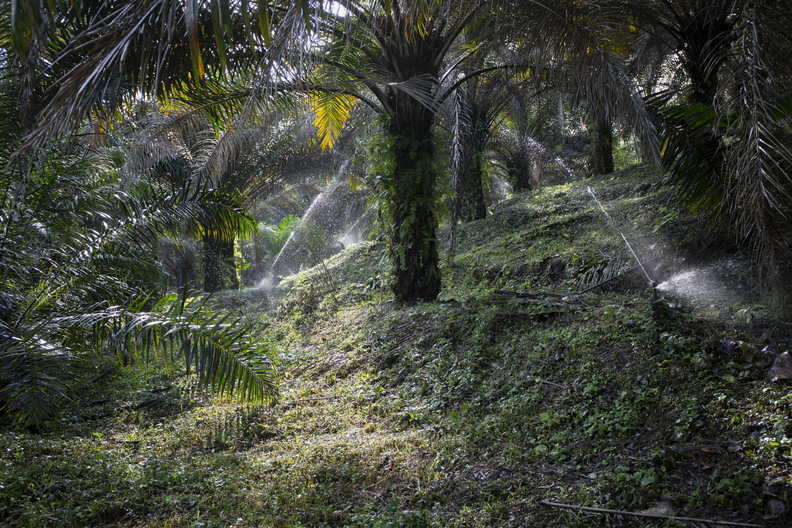 Organic Palm Shortening - Natural Habitats - Medium